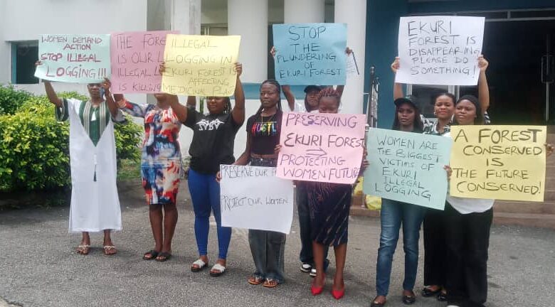 Women raise alarm, allege illegal loggers, armed men take over of Ekuri forests Women raise alarm, allege illegal loggers, armed men take over of Ekuri forests