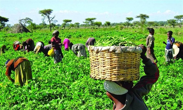 Governor distributes fertiliser, inputs to Zamfara farmers 
