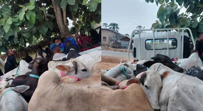 OYRLEA enforcement team impounds nine cattle at Ijaye farm settlement OYRLEA enforcement team impounds nine cattle at Ijaye farm settlement
