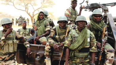 Troops recover 11 rustled cattle from suspected terrorists in Kaduna